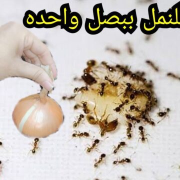 طريقة فعالة للقضاء على النمل والصراصير في دقائق معدودة في بيتك